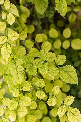 Aigues-Mortes-Gard-Occitania-France Green leaves of a vine climbing on a wall European Print